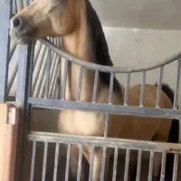 اسب دره شوری|اسب و تجهیزات اسب‌سواری|شهرکرد, |دیوار