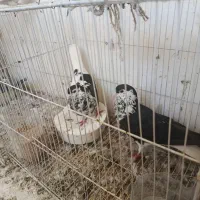 چپ و ساده افشون واکسی