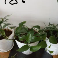 کیف نیه گل|کیف، کفش، کمربند|سنندج, |دیوار