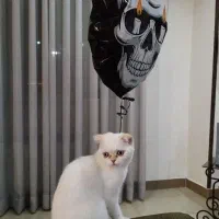 واگذاری گربه