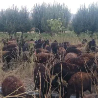 یه نفر برای کار در دامداری گوسفند