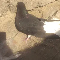 کبوتر|پرنده|بهبهان, |دیوار