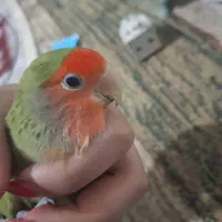 طوطی برزیلی