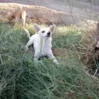 سگ پاکوتاه خوشگل و بازیگوش