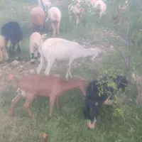 بزسانن|حیوانات مزرعه|مروست, |دیوار