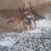 لاری افغان درجه۱