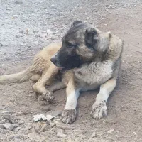 سگ سرابی
