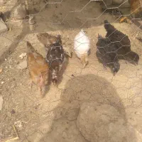 جوجه محلیدسالم اصل  زیر مرغی ۴۵ روزه  برا فروش