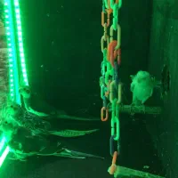 مرغ عشق پروانه ای و رنگین کمانی خاص و عروس هلندی|پرنده|سبزوار, شهرک جهاد|دیوار