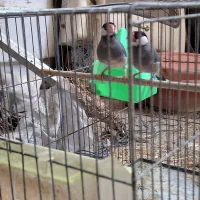 فنچ نرگسی مولد