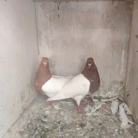 کفتر دوکت کله ی