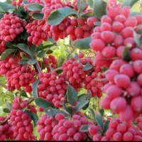 زرشک امسالی (پخش عمده)|خوردنی و آشامیدنی|قائن, |دیوار