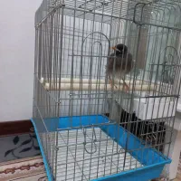 جوجه مینا نر