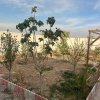 باغ باغچه|فروش خانه و ویلا|شریفآباد, |دیوار