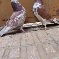 ۵ عدد کفتر پرشی(کفترکاشانن)تضمینی