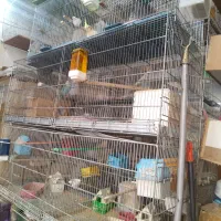 تعدای پرنده (عروس. برزیلی. مرغ عشق. فنج