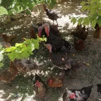 دوعددبوقلمون نریک ساله درشت