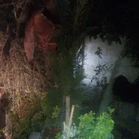 درخت