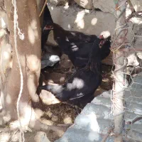 مرغ تخم گذار|حیوانات مزرعه|پلدختر, |دیوار