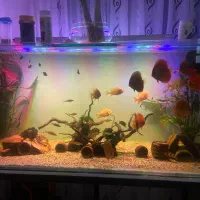 آکواریوم طرح ریملس دست ساز