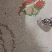 انگشتر یاقوت