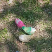 سه عدد جوجه ماشینی