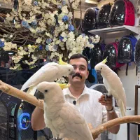 فروش انواع کاکادو نقد و اقساط