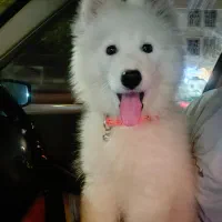 سامویید|سگ|گلپایگان, |دیوار