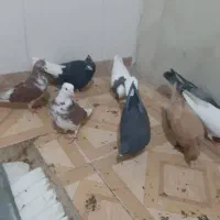 دوازده عدد کبوتر تهرانی،خال،رنگی