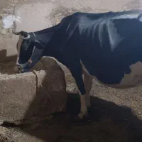 گاو هلشتاین شیری