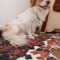 سگ اشپیتز فهمیده