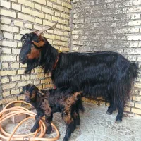 بز ترکی وبیگ نر