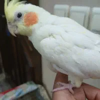 عروس هلندی|پرنده|قزوین, |دیوار