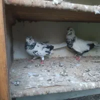 فروش کبوتر شازده و خالپیس|پرنده|بابل, |دیوار