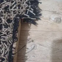 فرش ریش ریش|فرش|مشهد, تربیت (صدف)|دیوار