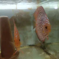 دیسکس|ماهی|تهران, تهران‌ویلا|دیوار