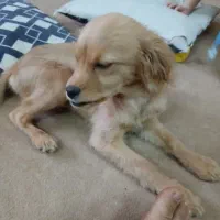 واکذاری رایگان اشپیتز نژاد دار