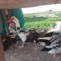 خروس و مرغ و اردک و غاز