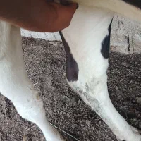 لیشه دورگ اصیل بفروش می رسد
