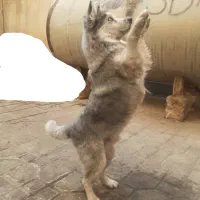 توله هاسکی|سگ|تهران, والفجر (افسریه)|دیوار