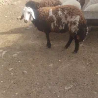 بره قوچی بروجردی  درجه یک شر کیلو ۳۶۰|حیوانات مزرعه|کاشمر, |دیوار