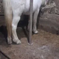 اسب بسیار آرام بچه سوارش بشه