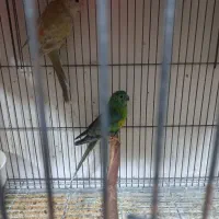 طوطی آوازه خوان