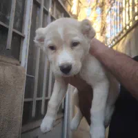 سگ آلابای|سگ|شهریار, شهریار|دیوار