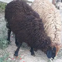 بره چاق.گوسفند
