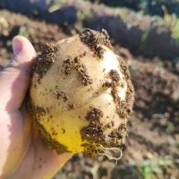 نگین و طلای ۲۴ عیار خوراکی|حراج|شیراز, زرهی|دیوار