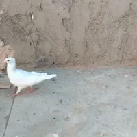 هفت رنگ کاکول