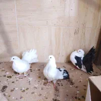 کبوتر دم چتری