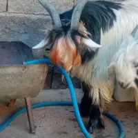 بزغاله تخمی|حیوانات مزرعه|اردل, |دیوار