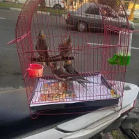 عروس هلندی|پرنده|رشت, نیکمرام|دیوار